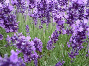 Lavendel fein