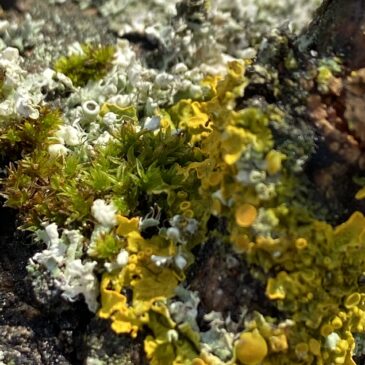 Flechten – Webinar