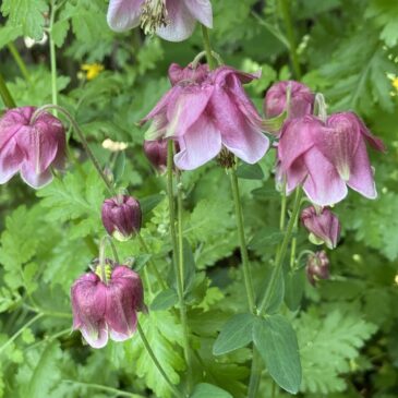 Feenblumen…