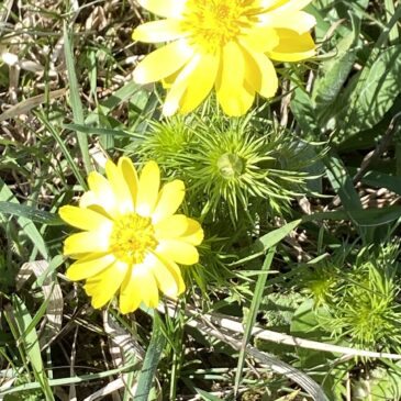 Märzsonne und Frühlingsblüher