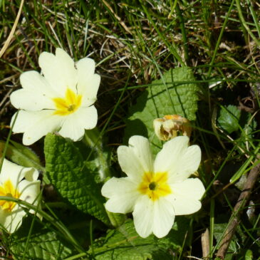 Kräuterwanderung Kneipp-Verein