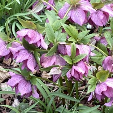 Schon lange war es still rund um mich…