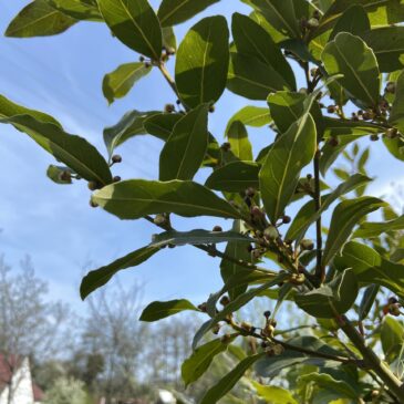 Wie ist (war) das doch mit dem Lorbeer?